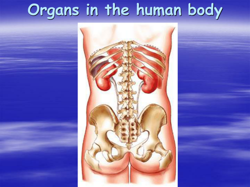 organs in the human body