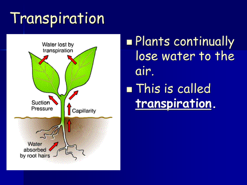 Transpiration