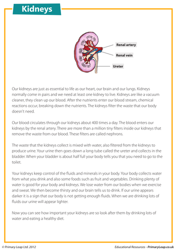 Comprehension - The kidneys