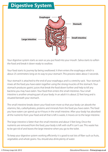 Comprehension - The digestive system | Teaching Resources