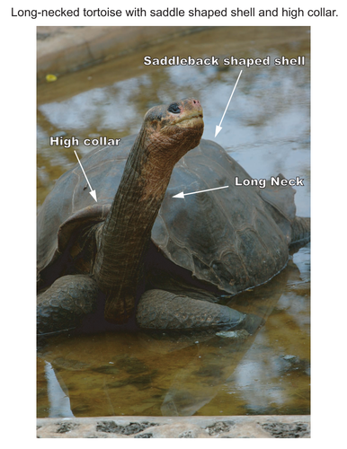 The Tower, the Zoo, and the Tortoise PDF Free download