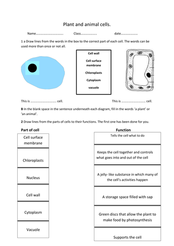Plant And Animal Cell Worksheet Teaching Resources