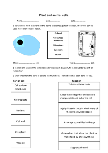 plant and animal cell worksheet teaching resources