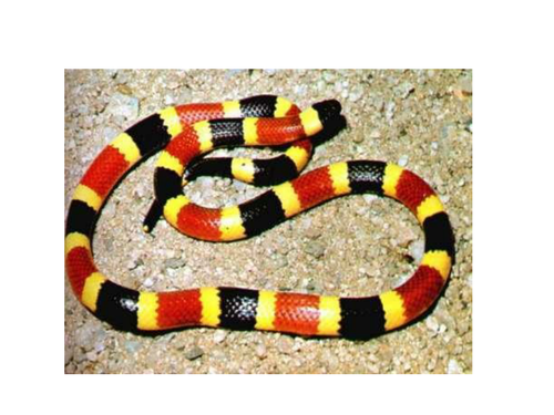 Convection circus used on year 6,7 and 8