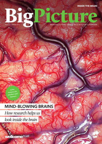 Big Picture: Inside the Brain
