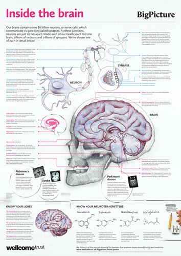 Big Picture Inside the Brain Poster