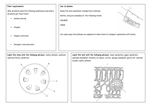 Transport in Plants revision sheets