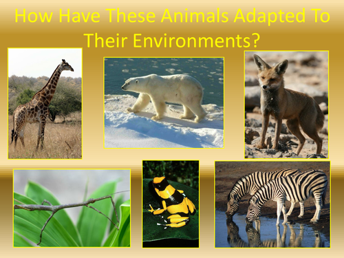 Camels Adaptations | Teaching Resources