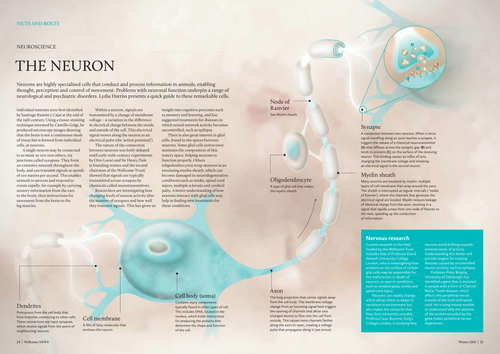 The Neuron - infographic