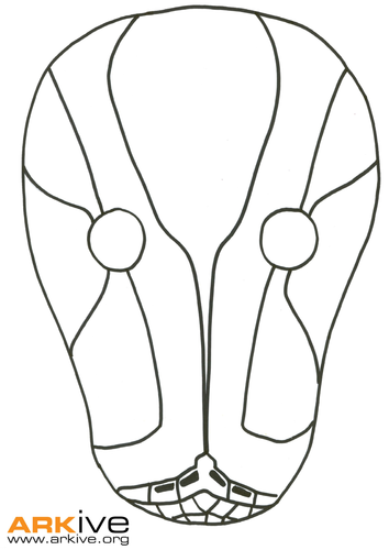 African rock python mask