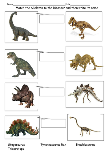 match the skeleton to the dinosaur teaching resources