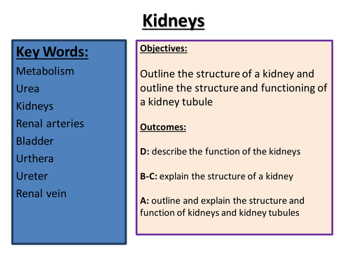 Excretion & the kidneys