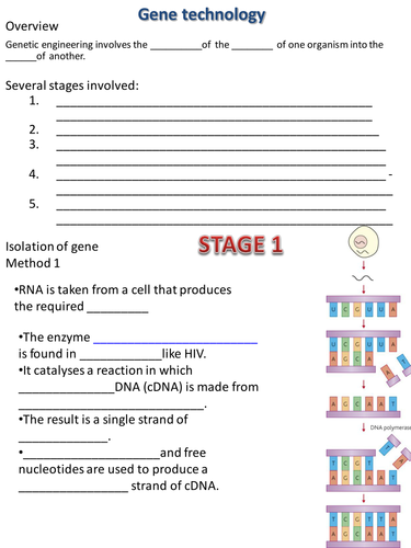 AQA Unit 5 chapter 16 lesson one dna to vectors