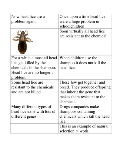 Head Lice natural selection