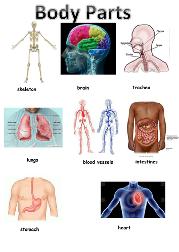 Parts of body