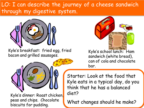 Digestion and differentiated ws - UPDATED | Teaching Resources