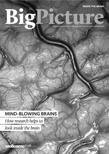 Big Picture: Inside the Brain BLACK/WHITE VERSION