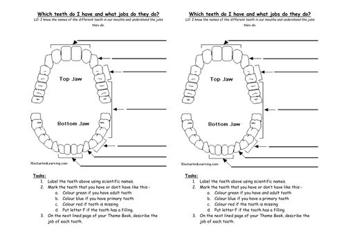 3 worksheet teeth year animal Capital Zab Teeth Resources Teaching Plan by Unit