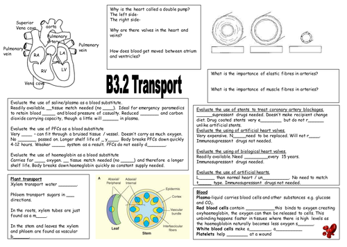 NEW AQA B3.2 Transport revision sheet
