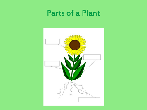 Parts of a plant and their function | Teaching Resources