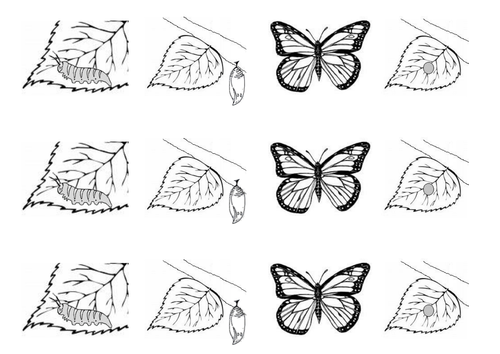 Butterfly Life Cycle (book + colour in)