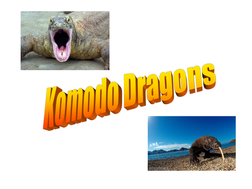Komodo Dragons information writing | Teaching Resources