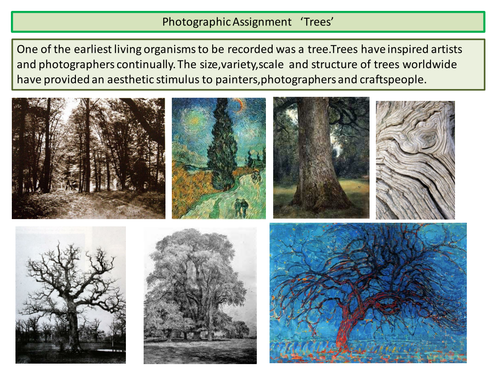 GCSE Photographic Assignment 'Trees'