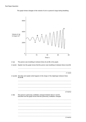 Essay about lungs picture