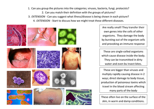 Pathogens Table; virus, bacteria, fungi, protocis