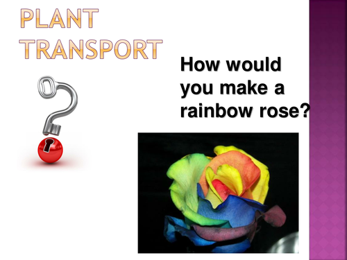 AQA B3 Plant Transport