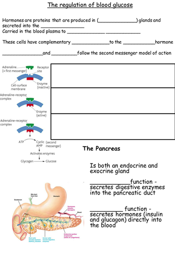 Blood Sugar Glucose Regulation Aqa B5 Teaching Resources