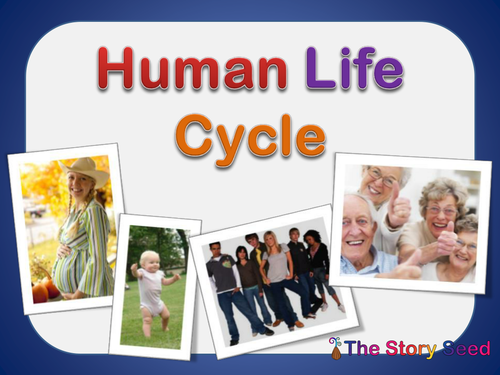 Human Life Cycle Stages For Kids