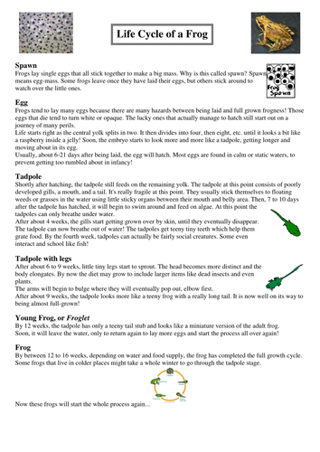 human life cycle ks1 lesson plan explanation text and worksheet by