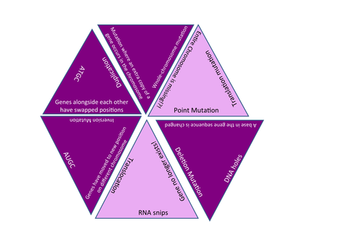 DNA mutations game (AS Biology)