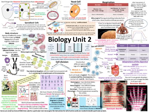 B2 AQA Biology Revision Posters (new spec)