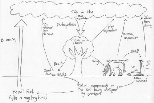 cartoon of carbon and nitrogen cycle