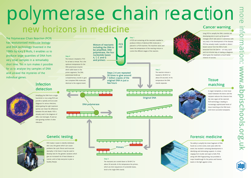 Polymerase chain reaction interactive activity
