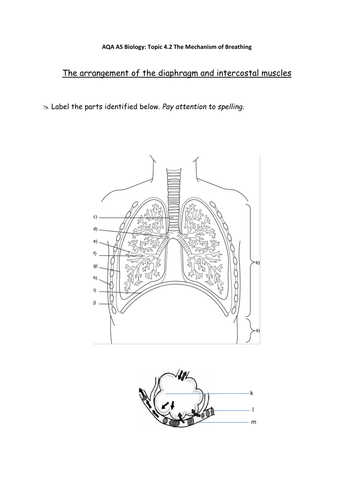 AQA Biology Respiratory System