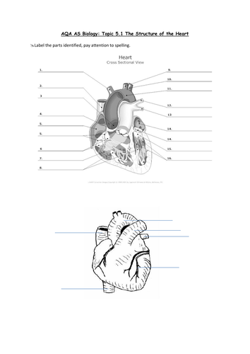 AQA Biology Structure of Heart