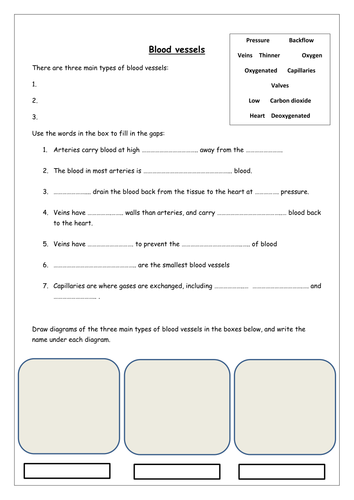 Blood vessels worksheets | Teaching Resources