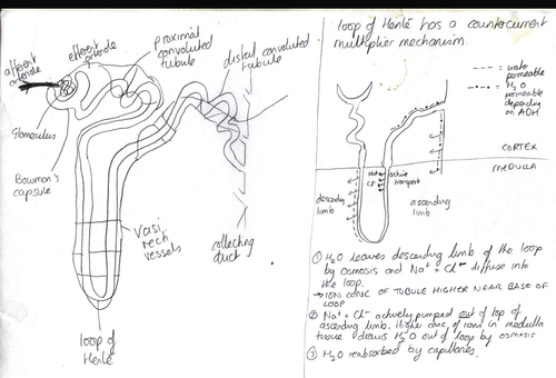 kidney revision diagram