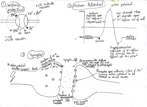 nervous system revision diagram