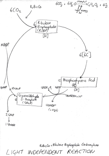 photosynthesis revision diagrams