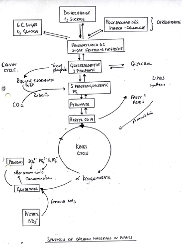 respiration revision diagram