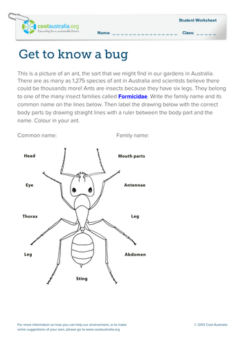 Get to know a bug