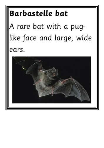 UK bats display