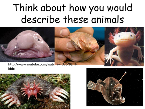 Identifying vertebrates