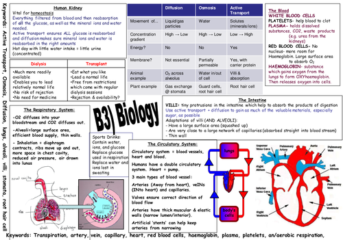 AQA B3 Revision Poster & Question Template (Higher
