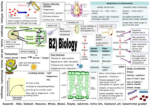 AQA B2 Revision Poster & Question Template (Higher