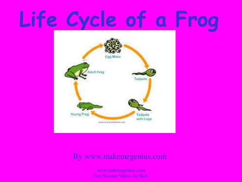 Frog Life Cycle